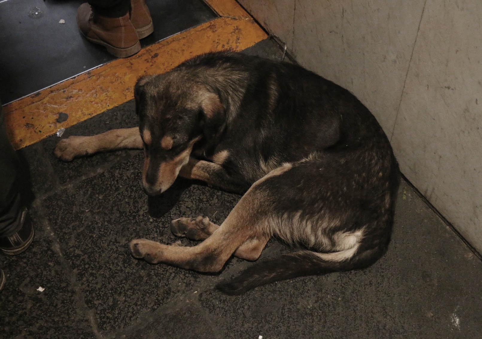 Proponen cárcel a quien robe o prive de su libertad a algún animal