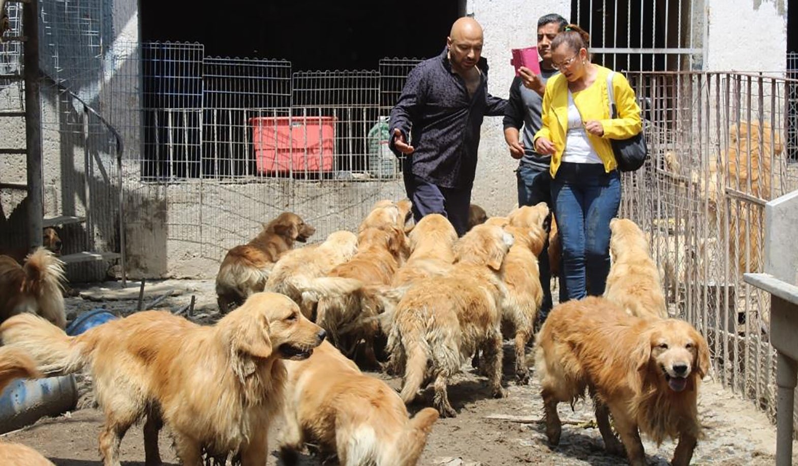 Denuncian empresa fantasma en licitación de vacuna antirrábica