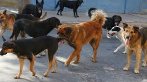 Arrestarán a quienes alimenten a perros callejeros