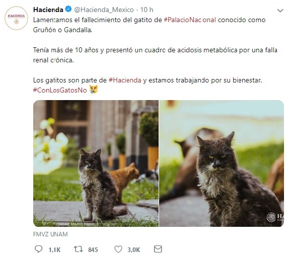 Critican a Hacienda por dar pésame por un gato